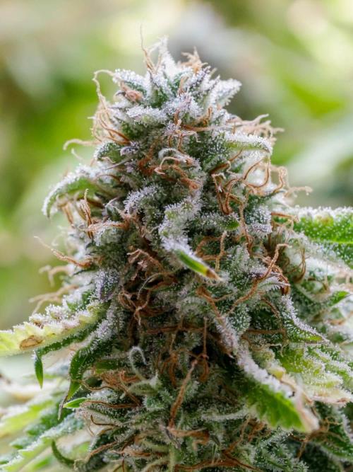 An Individual Apollo F1. Week 11 - In the lead-up to harvest