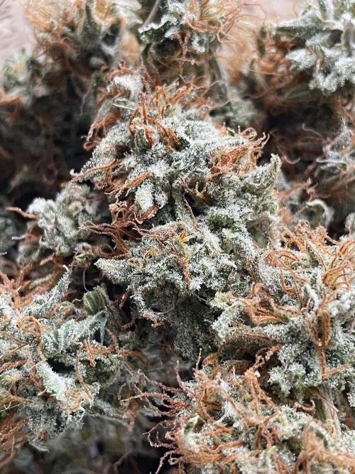 An Individual Apollo F1. Week 11 - Looking into jar