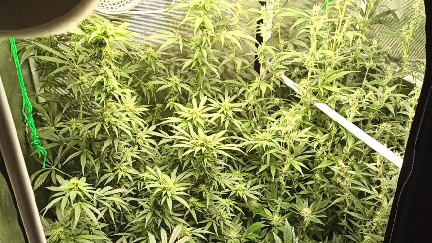 Banana Kush cake Auto, Skunk XL Grow 1