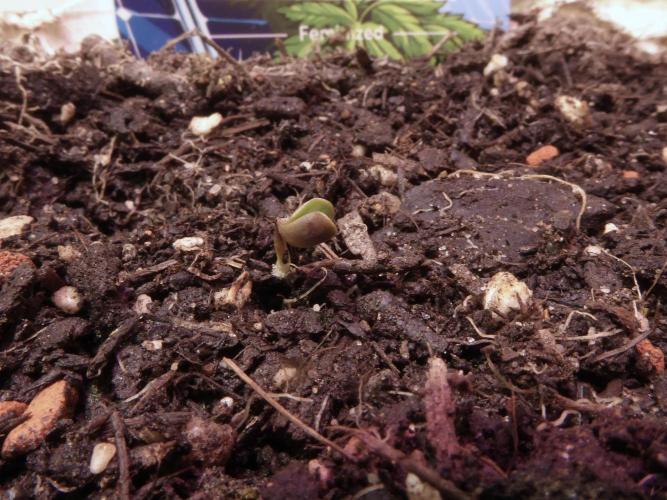 Zamnesia Solar Panel. Week 0