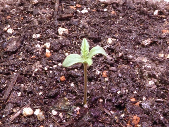 Zamnesia Solar Panel. Week 0