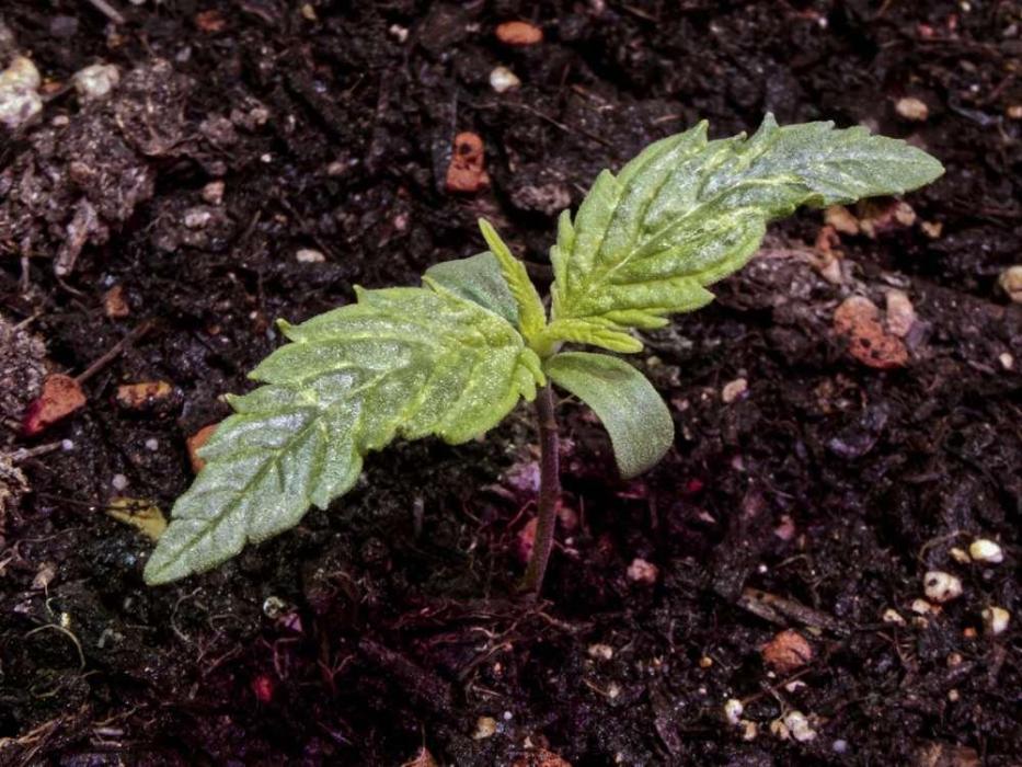 Zamnesia Solar Panel. Week 1