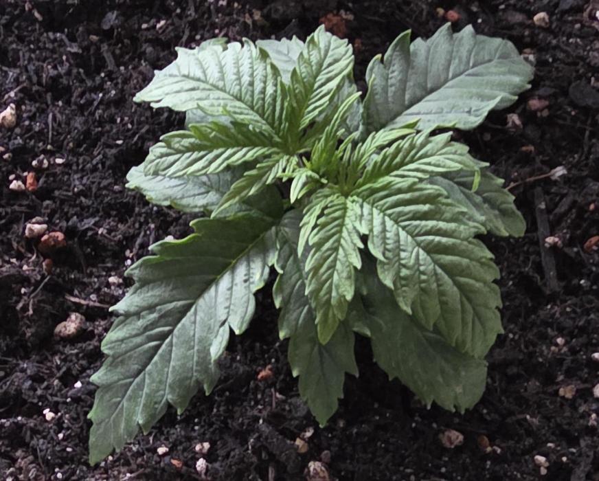 Zamnesia Solar Panel. Week 2