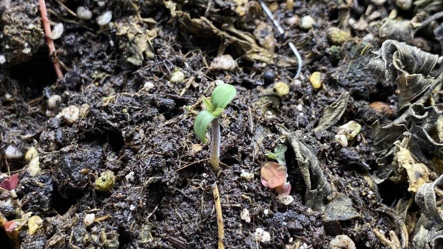 Lemon Wonder (Auto). Week 0