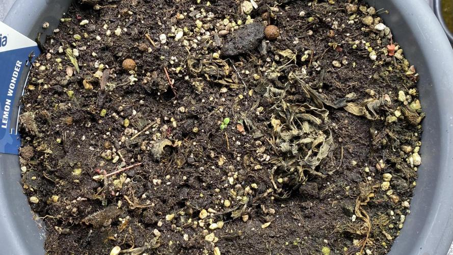 Lemon Wonder (Auto). Week 0