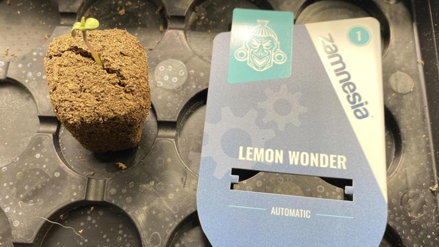 Lemon Wonder (Auto). Week 0