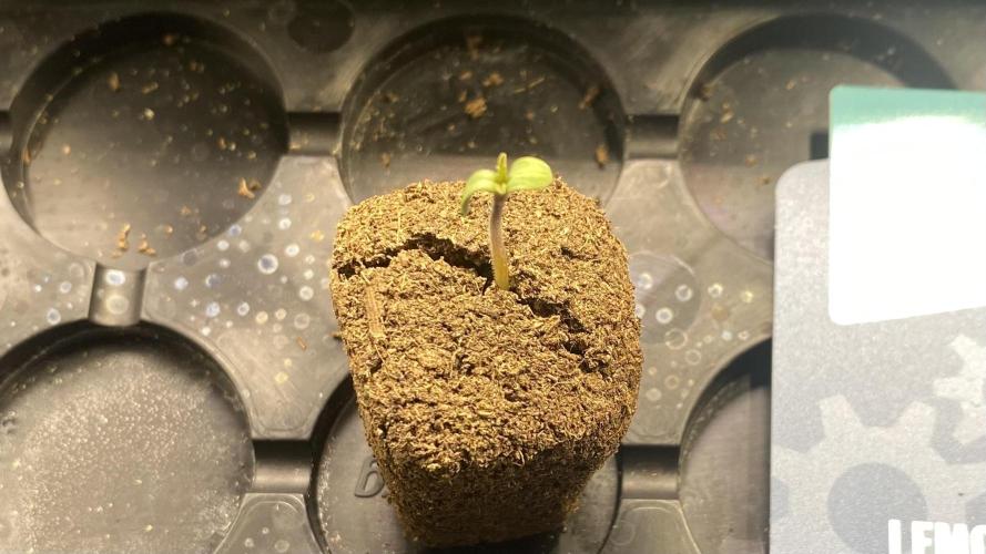 Lemon Wonder (Auto). Week 0