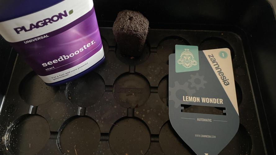 Lemon Wonder (Auto). Week 0