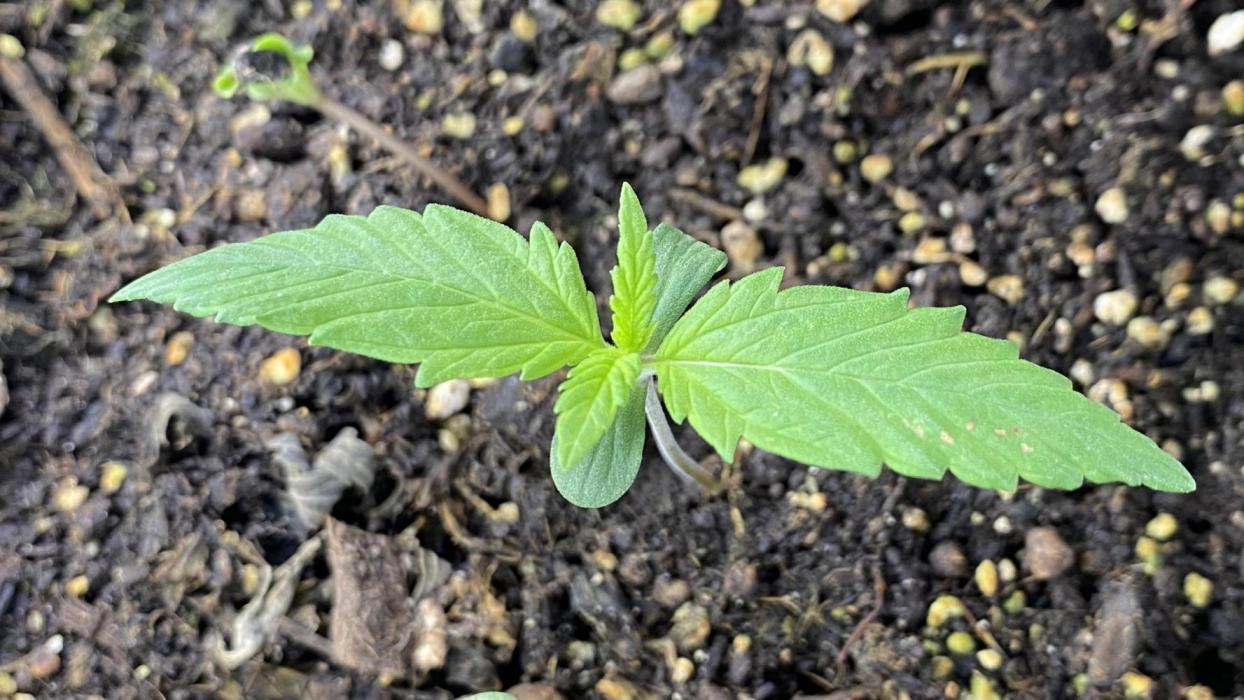 Lemon Wonder (Auto). Week 1