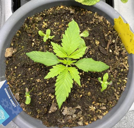 Lemon Wonder (Auto). Week 2