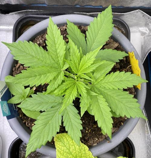 Lemon Wonder (Auto). Week 3