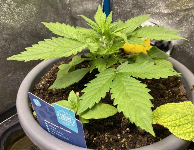 Lemon Wonder (Auto). Week 3