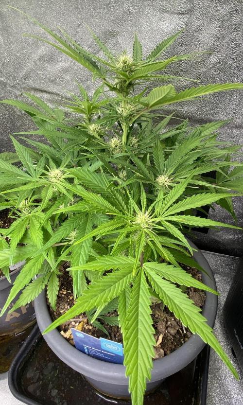 Lemon Wonder (Auto). Week 6