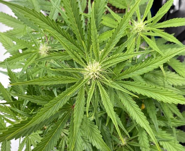 Lemon Wonder (Auto). Week 6