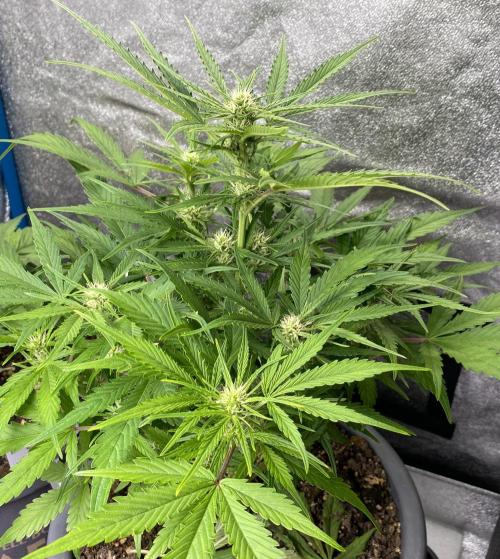 Lemon Wonder (Auto). Week 6