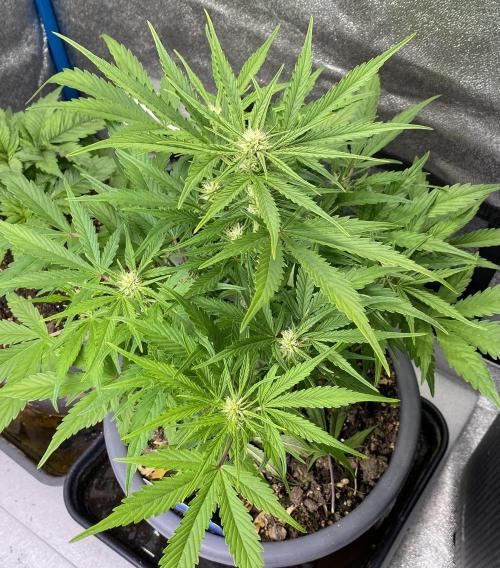 Lemon Wonder (Auto). Week 6