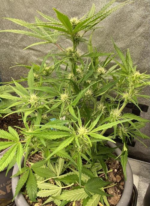 Lemon Wonder (Auto). Week 6