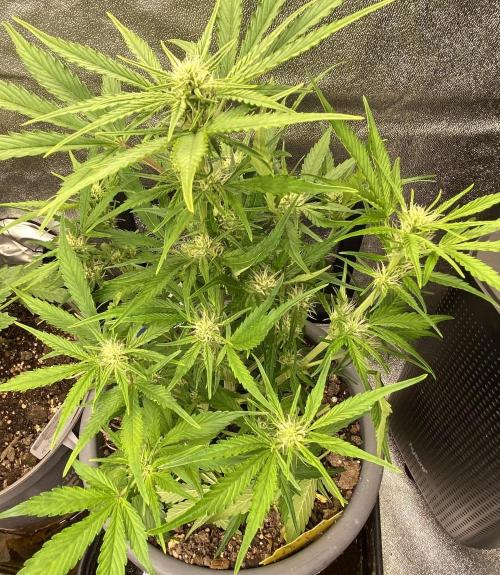 Lemon Wonder (Auto). Week 6