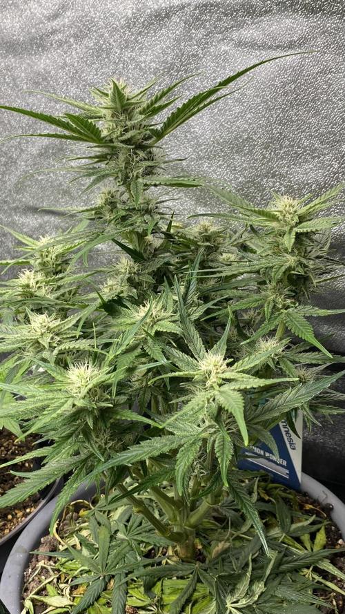 Lemon Wonder (Auto). Week 7