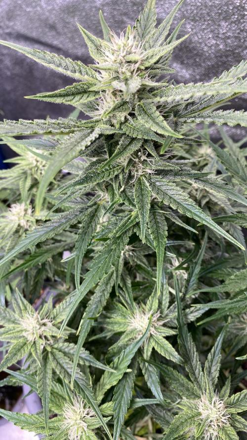 Lemon Wonder (Auto). Week 7