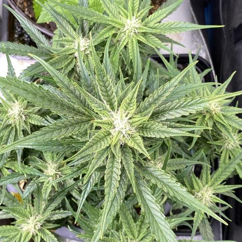 Lemon Wonder (Auto). Week 7