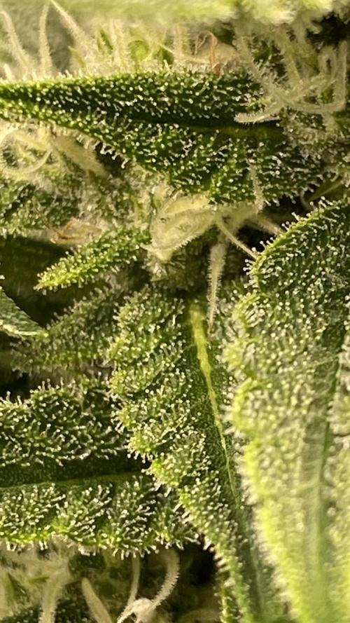 Lemon Wonder (Auto). Week 7