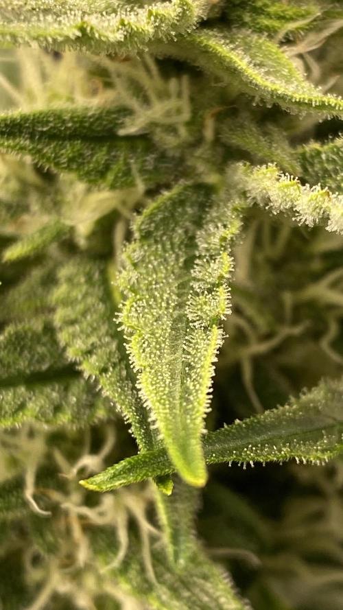 Lemon Wonder (Auto). Week 7