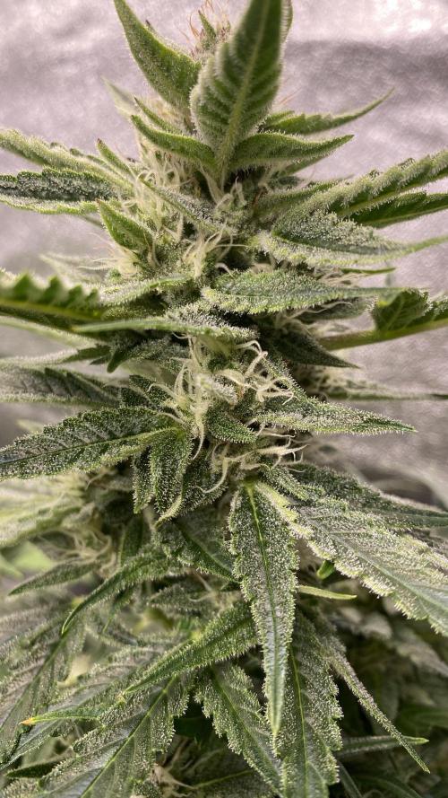 Lemon Wonder (Auto). Week 8