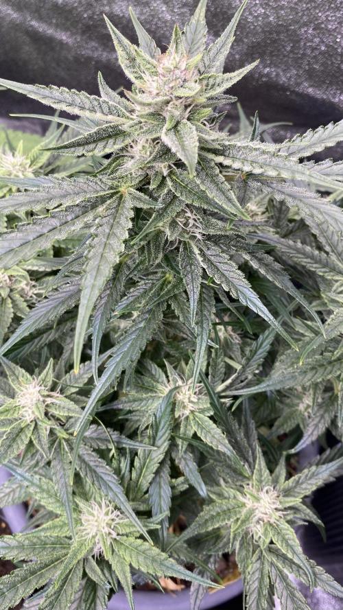 Lemon Wonder (Auto). Week 8