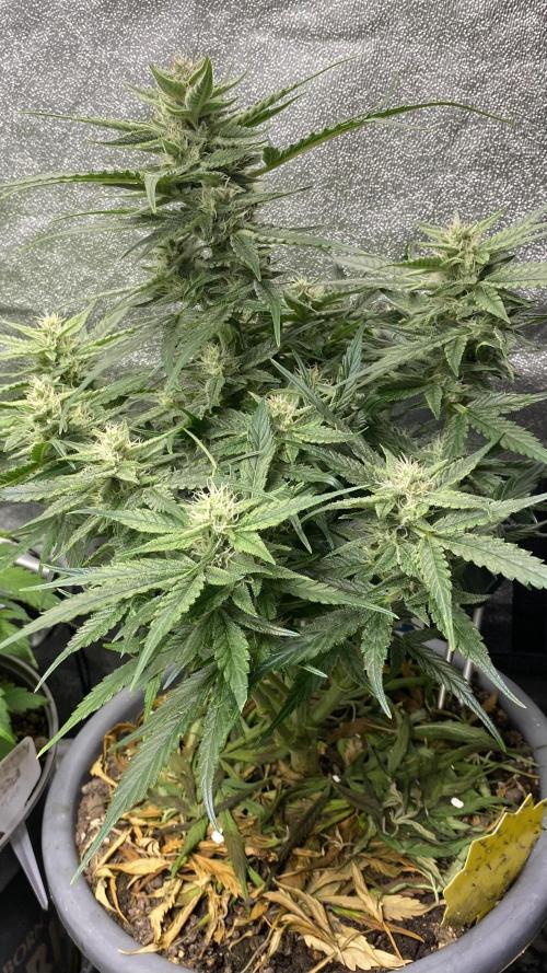 Lemon Wonder (Auto). Week 8