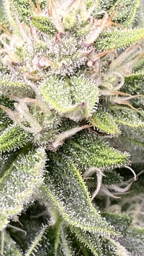 Lemon Wonder (Auto). Week 8