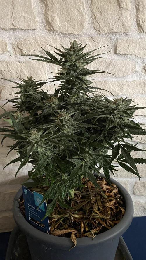 Lemon Wonder (Auto). Week 9