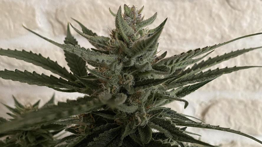 Lemon Wonder (Auto). Week 9