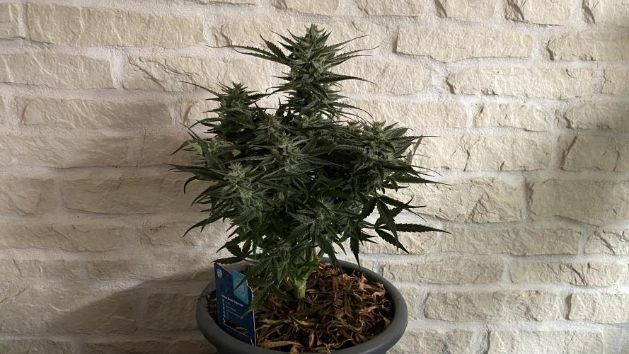 Lemon Wonder (Auto). Week 9