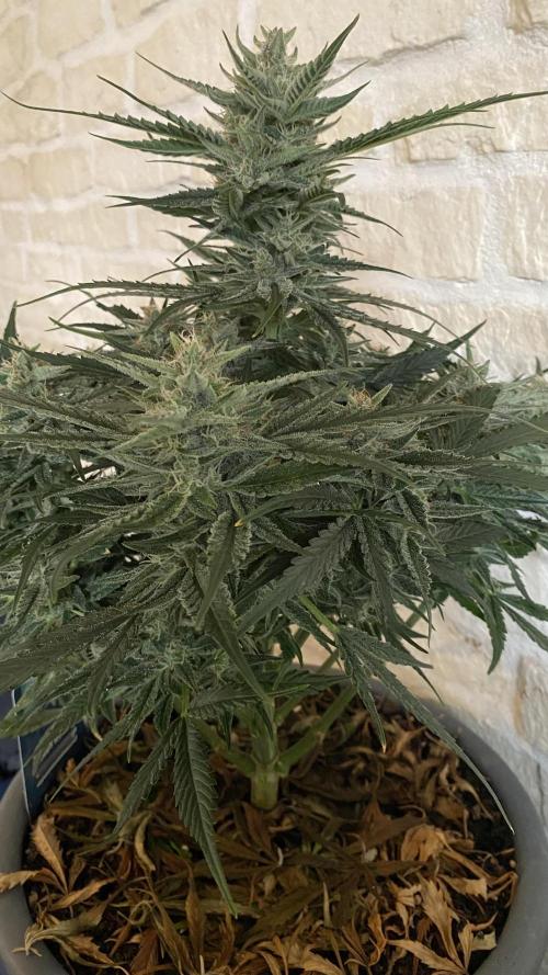 Lemon Wonder (Auto). Week 9