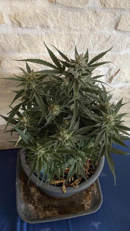 Lemon Wonder (Auto). Week 9