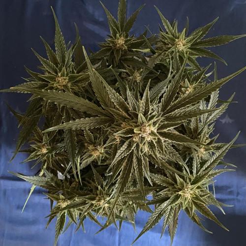 Lemon Wonder (Auto). Week 9