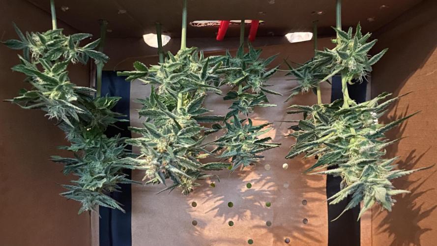 Lemon Wonder (Auto). Week 9