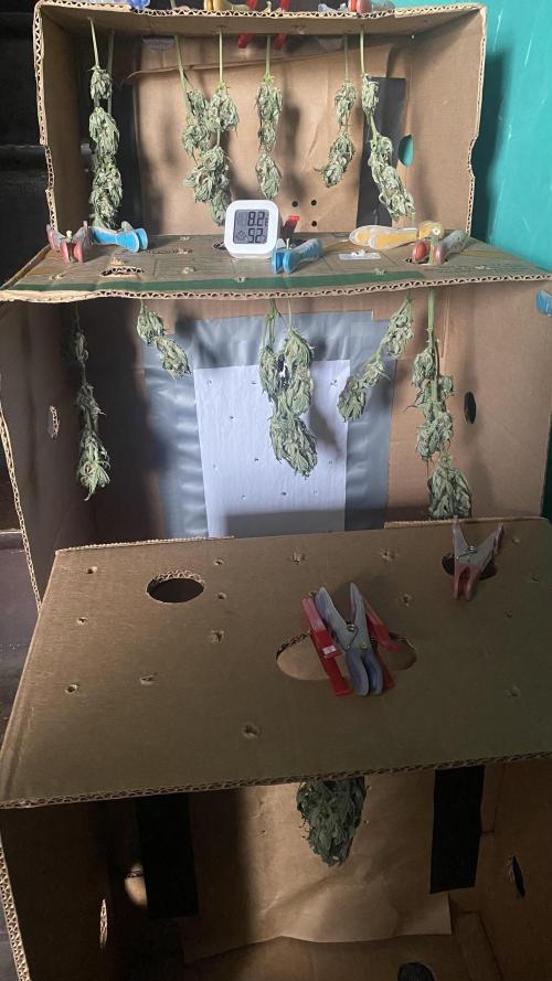 Lemon Wonder (Auto). Week 9