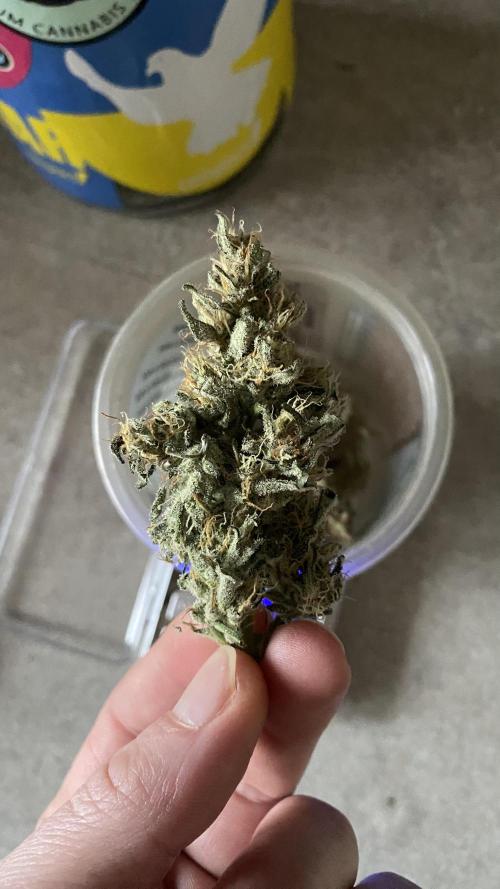 Lemon Wonder (Auto). Week 9