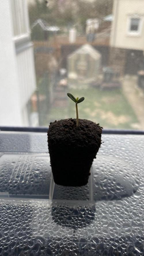 Skittlez x Orange Assault Auto. Week 0 - Keimung im Root Riot. 