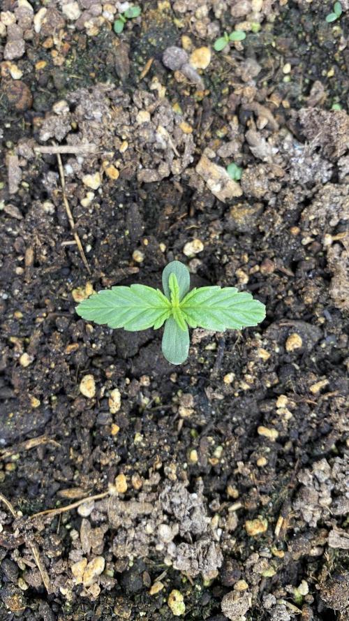 Skittlez x Orange Assault Auto. Week 1