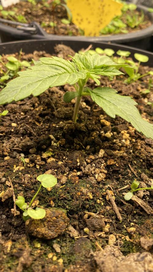 Skittlez x Orange Assault Auto. Week 2