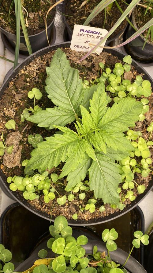Skittlez x Orange Assault Auto. Week 3
