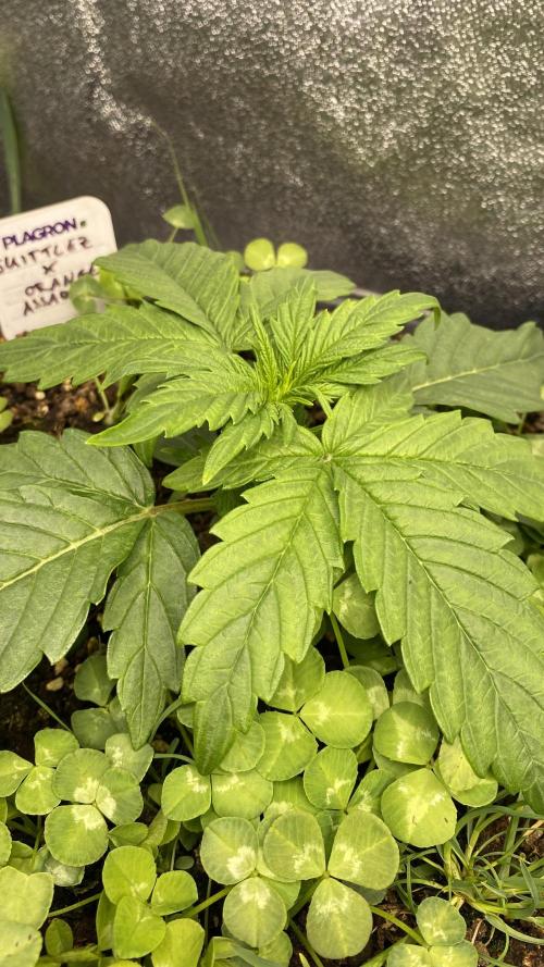 Skittlez x Orange Assault Auto. Week 3