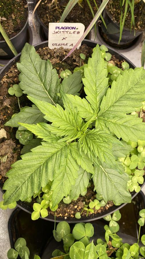 Skittlez x Orange Assault Auto. Week 4