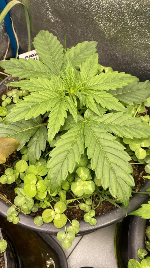 Skittlez x Orange Assault Auto. Week 4