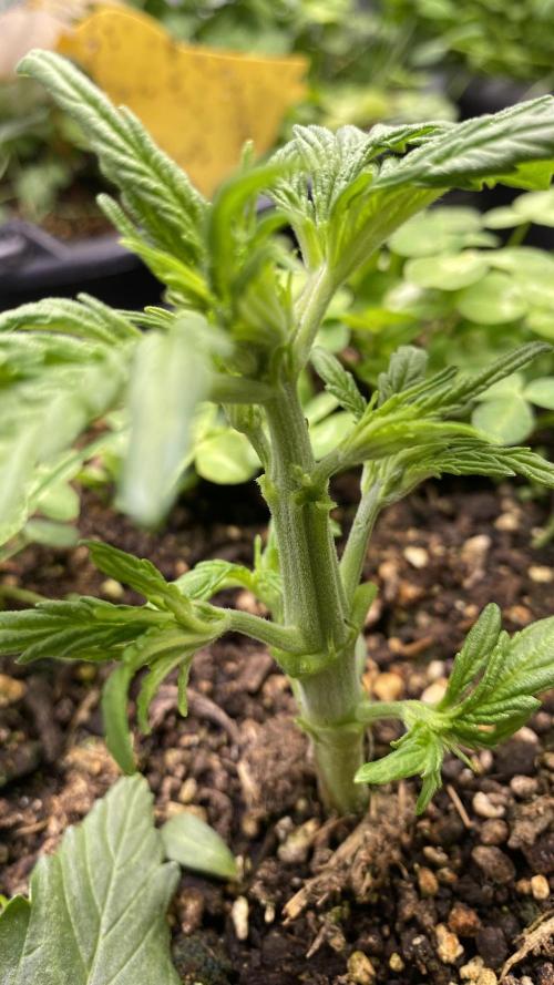 Skittlez x Orange Assault Auto. Week 5