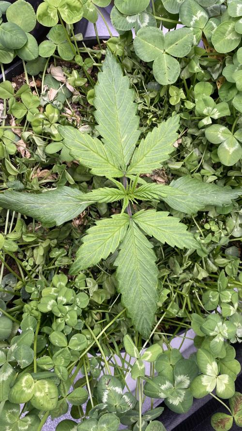 Caramellow Kush . Week 2
