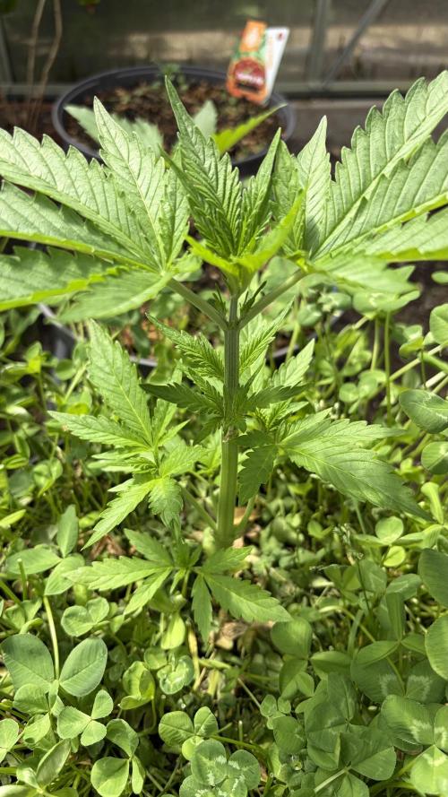 Caramellow Kush Auto. Week 3